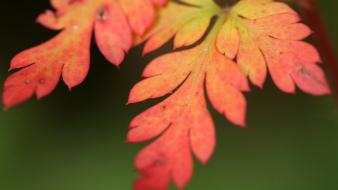 Autumn closeup flowers leaves macro