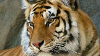 Bengal tigers animals wallpaper