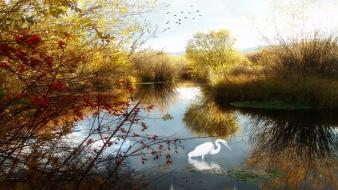 Birds lakes landscapes water wallpaper