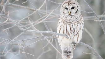 Birds nature white owl wallpaper