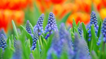 Blue flowers depth of field muscari plants wallpaper