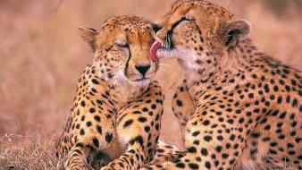 Break animals cheetahs love wild wallpaper