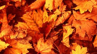 Dried autumn leaves wallpaper