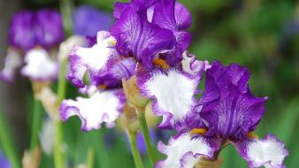 Flowers irises purple wallpaper