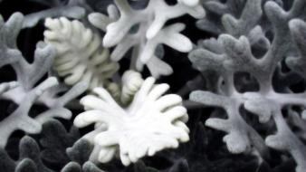 Macro nature plants white wallpaper