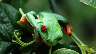 Red-eyed tree frog amphibians animals frogs green wallpaper