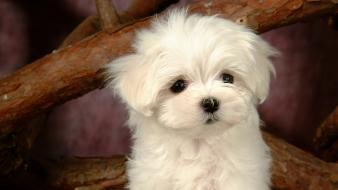 White cute puppy