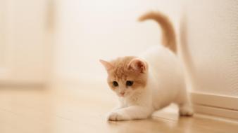 White kitten cute wallpaper