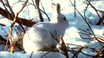 Animals arctic branches bunnies nature wallpaper