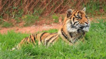 Animals big cats tigers