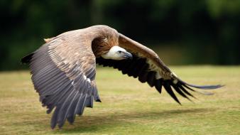 Animals bird of prey birds flight vultures