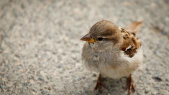 Animals birds sparrow wallpaper