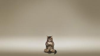 Animals cats funny meditation wallpaper