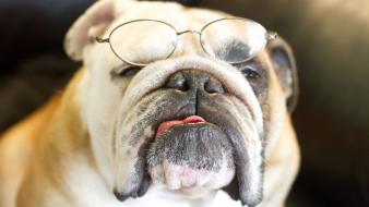 Animals dogs glasses pets wallpaper