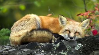 Animals foxes red sleeping wallpaper