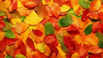 Autumn leaves nature seasons