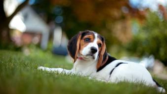 Beagle dog wallpaper
