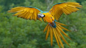 Blue-and-yellow macaws animals birds nature parrots wallpaper