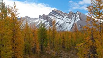 British columbia canada larch canadian rockies forests wallpaper