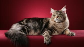Cats pets red background wallpaper