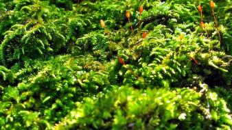 Close-up green macro moss nature wallpaper