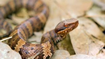 Cottonmouth animals reptiles snakes wallpaper