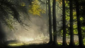 Dawn enchanted forests grass landscapes