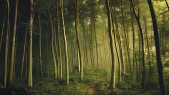 Dawn forests green landscapes mystical wallpaper