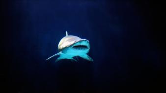 Deep blue sea dark reef sharks sharp wallpaper