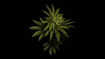 Leaves marijuana wallpaper