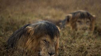 National geographic serengeti lions nature rain wallpaper