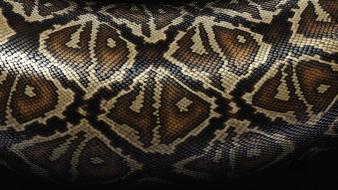 Snake skin background wallpaper