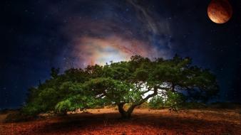 Tree at night wallpaper