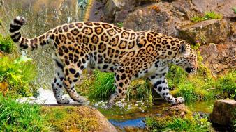 Animals grass green jaguars wild wallpaper