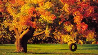Autumn tree swing wallpaper