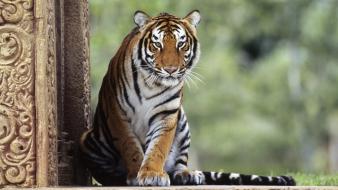 Bengal tiger pictures wallpaper