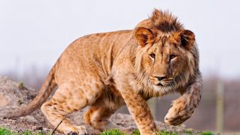 Congolese spotted lion animals grass lions nature wallpaper