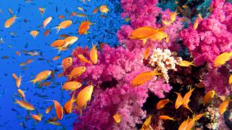 Coral reef fish wallpaper