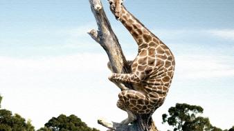Funny giraffe pictures wallpaper