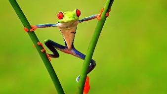 Funny tree frog pictures wallpaper