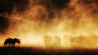 National geographic animals dust landscapes nature