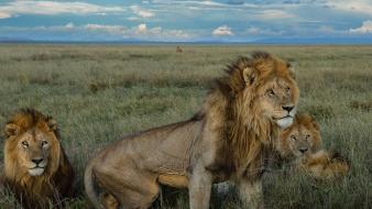 National geographic serengeti lions nature wild animals wallpaper