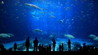 Turkey aquarium cities wallpaper