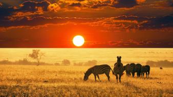 African savannah sunset wallpaper