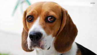 Beagle puppies pictures wallpaper