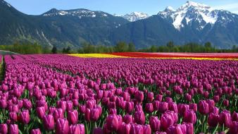 Beautiful tulips field wallpaper