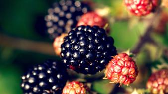 Blackberry fruit wallpaper