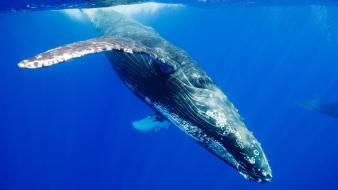 Blue whale pictures