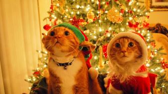 Christmas trees santa cats elves wallpaper