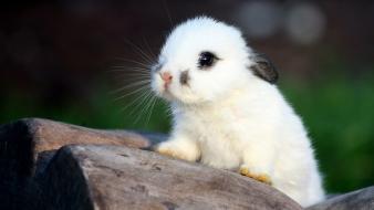 Cute animal pictures wallpaper